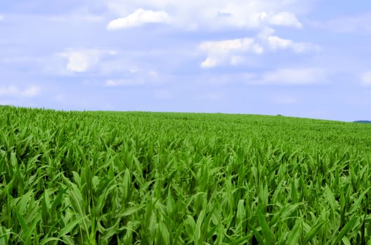 the cornfield