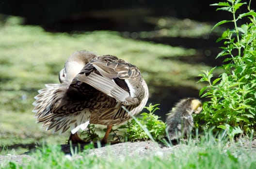 wash  feathers