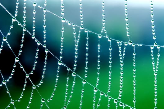 spider web