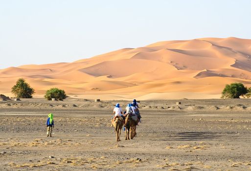 Camel caravan going through the sand dunes in the Sahara Desert, Morocco.