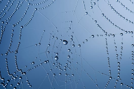 the spider web