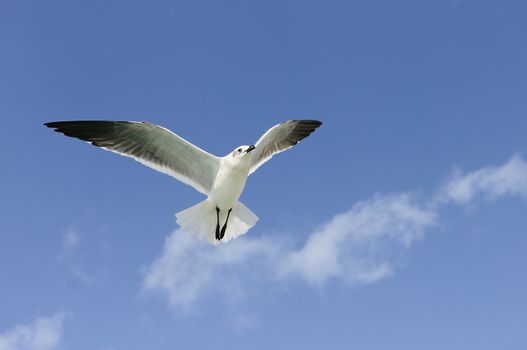 A beautiful seagull ias flying in a blue sky