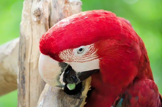 the Scarlet Macaw