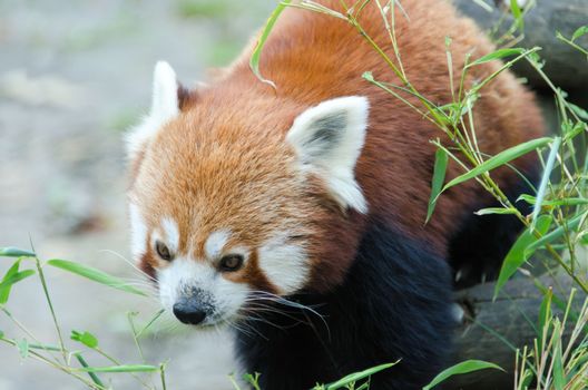 the red panda