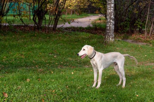 A standing white saluki pup in the park
