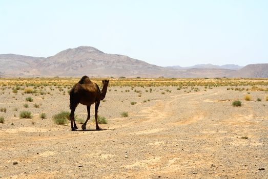 Camels in Sahara in Morocco