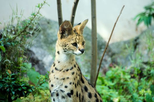 the  serval