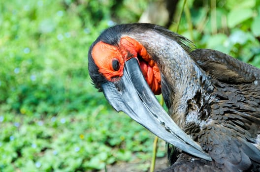 the  ground hornbill