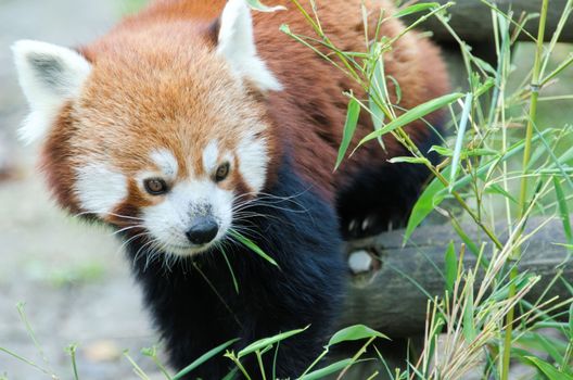 the red panda