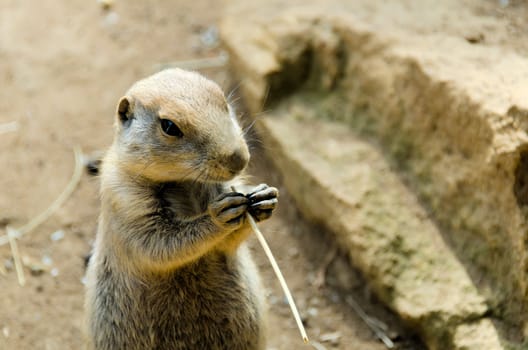 Black-Tailed Prairie Dog