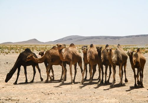 Camels in Sahara in Morocco