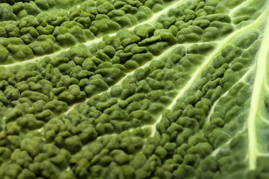 fresh savoy cabbage leaf as a texture 