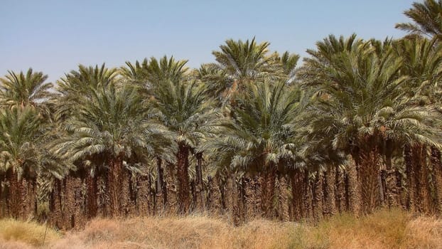 palm grove in the Judean Desert