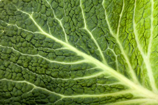 fresh savoy cabbage leaf as a texture 
