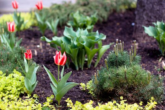 Red tulips and geen plants in flowerbed
