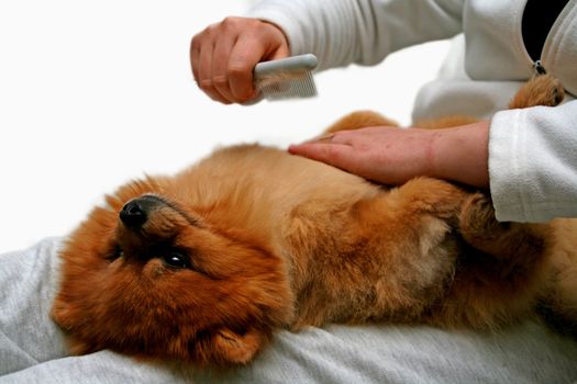 Grooming of a pomeranian