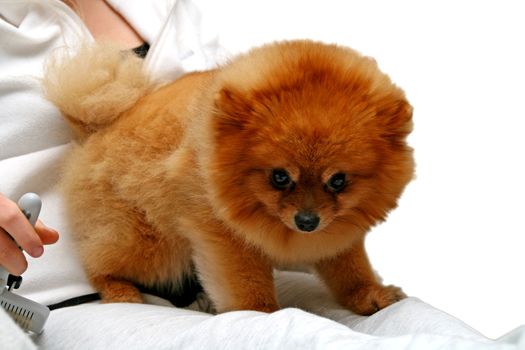 Grooming of a pomeranian