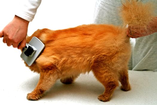 Grooming of a pomeranian