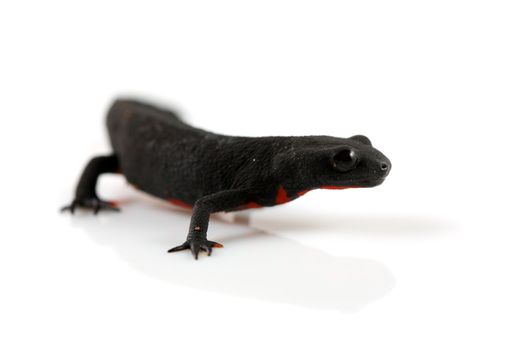 A studio shot of a fire belly newt (Cynops Orientalis) on a solid white background. These newts are native to Japan and China and live in both the water and on land. They are marked with distinct red or orange markings on its underside to warn away predators.