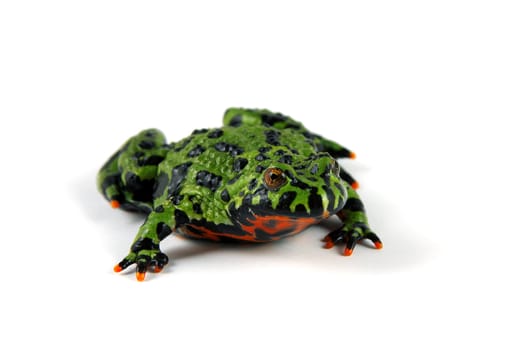 A Fire Bellied Toad (Bombina orientalis) shot on a solid white background. These toads inhabit northeastern China as well as Korea.