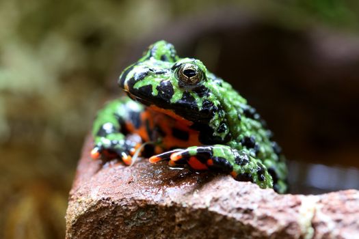 A macro shot of a Fire-Bellied Toad (Bombina Orientalis). These toads inhabit northeastern China as well as Korea.
