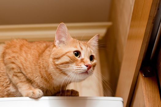 A young ginger tabby cat on the refrigerator
