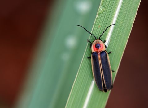 A macro shot of a lightning bug (photinus pryalis) resting on a leaf.