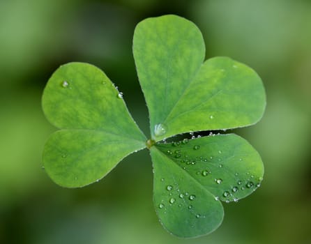 A top view of a single clover with dew drops mostly covering one of the leaves.