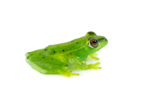 A tiny spotted glass frog (Hyla punctata) on a solid white background. This small frog is given the name glass frog because its internal organs can be seen through the frog. These frogs inhabit central and south america. 