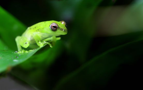 A tiny spotted glass frog (Hyla punctata) sits on a vine in a tropical climate. This small frog is given the name glass frog because its internal organs can be seen through the frog. These frogs inhabit central and south america.