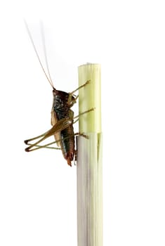 A macro shot of a grasshopper on a stem of a plant, shot on a solid white background.
