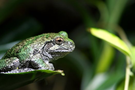 A Gray Tree Frog (Hyla chrysoscelis) sits on a plant leaf. This tree frog is native to much of the United States and into Canada. It is sometimes referred to as the North American Common Tree Frog. Color's of this frog are usually gray or green.