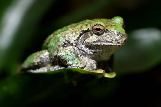 A Gray Tree Frog (Hyla chrysoscelis) sits on a plant leaf. This tree frog is native to much of the United States and into Canada. It is sometimes referred to as the North American Common Tree Frog. Color's of this frog are usually gray or green.