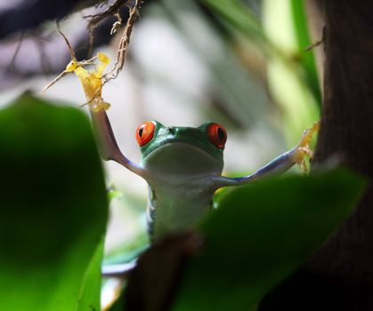 A Red-Eyed Tree Frog (Agalychnis callidryas) hanging on to a vine with his fingertips. A beautiful flowing waterfall is in the background. Shot with a canon 100mm macro lens.
