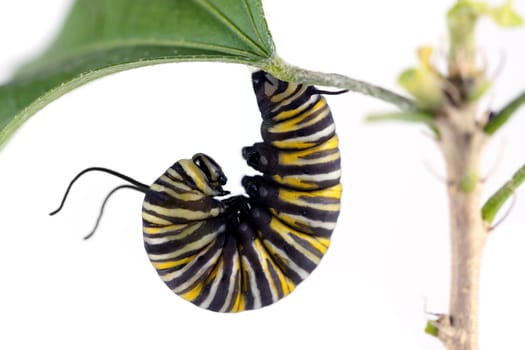 A macro shot of a Monarch Butterfly Caterpillar getting set to start forming its cocoon. Image was shot on a solid white background.