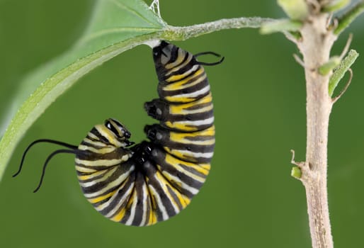 A macro shot of a Monarch Butterfly Caterpillar getting set to start forming its cocoon.