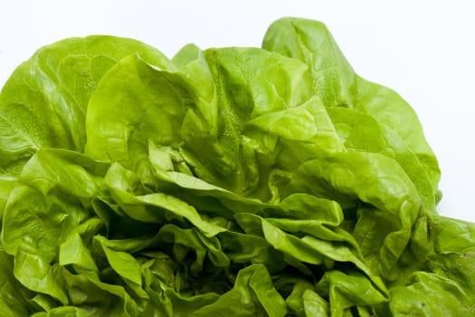 Fresh green Lettuce salad isolated on white background 