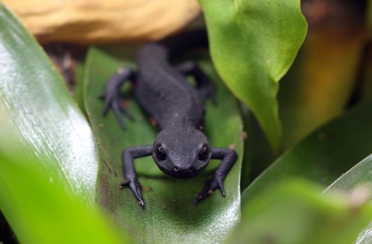 A macro shot of a fire belly newt (Cynops Orientalis) in its natural environment. These newts are native to Japan and China and live in both the water and on land.