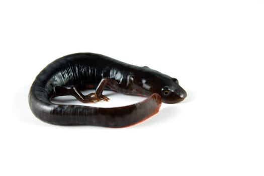 A paddle Tail Newt (Pachytriton Labiatus) shot on a solid white background.