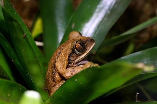 A Peacock Frog (Leptopelis vermiculatus) resting inside a bromeliad plant. Also known as the Big-eyed Tree Frog, this frog inhabits the tropical rainforests in the African country of Tanzania.