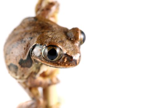 A Peacock Frog (Leptopelis vermiculatus) on a stem of a plant shot on a solid white background. Also known as the Big-eyed Tree Frog, this frog inhabits the tropical rainforests in the African country of Tanzania.