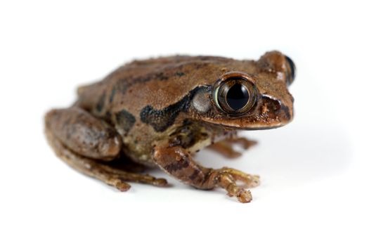 A Peacock Frog (Leptopelis vermiculatus) shot on a solid white background. Also known as the Big-eyed Tree Frog, this frog inhabits the tropical rainforests in the African country of Tanzania.