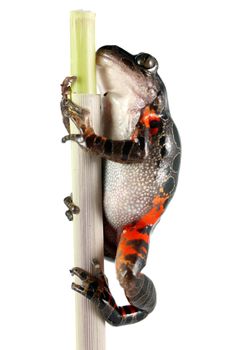 A Tanzanian Tiger Leg Frog (Kassina Maculata) on a plant stem shot on a solid white background. Also known as the red legged running frog or brown spotted tree frog, this frog inhabits Kenya, Malawi, Mozambique, South Africa, Swaziland, Tanzania, and Zimbabwe. This is a fairly large tree frog getting up to 3.5 inches.