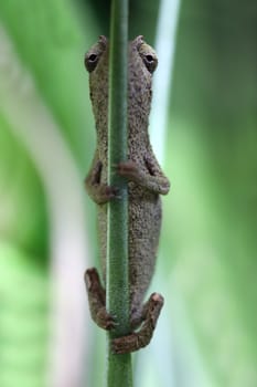 A macro shot of a pygmy leaf chameleon (Rhampholeon Brevicaudatus) hanging on a plant stem. This little guy lives among the rainforest's of coastal Tanzania, East Africa. This chameleon is only 1.5 inches long and will only get to a maximum of 3 inches when full grown.