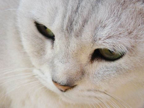 close up of burmilla cat