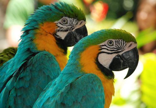 two love macaw birds in a park