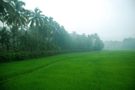 A view of paddy field in the morning in a village