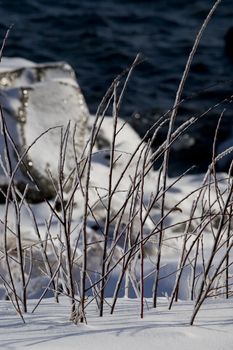Icy plants and snow on the shore of Lake Superior in December