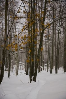 Golden leaves after a december snow storms in the North woods of Minnesota