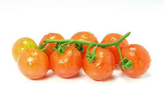 Freshly washed cherry tomatoes on stalk